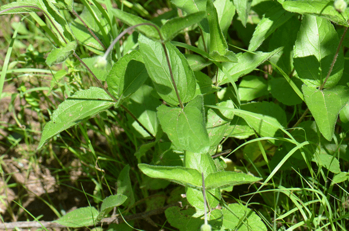 Rothrock's Crownbeard has bright green leaves and the blades are generally ovate; the edges or margins are coarsely toothed to near smooth (entire); as with the stems, the leaves are rough to the touch as they are covered with very small, coarse, stiff or rigid hairs.  Verbesina rothrockii